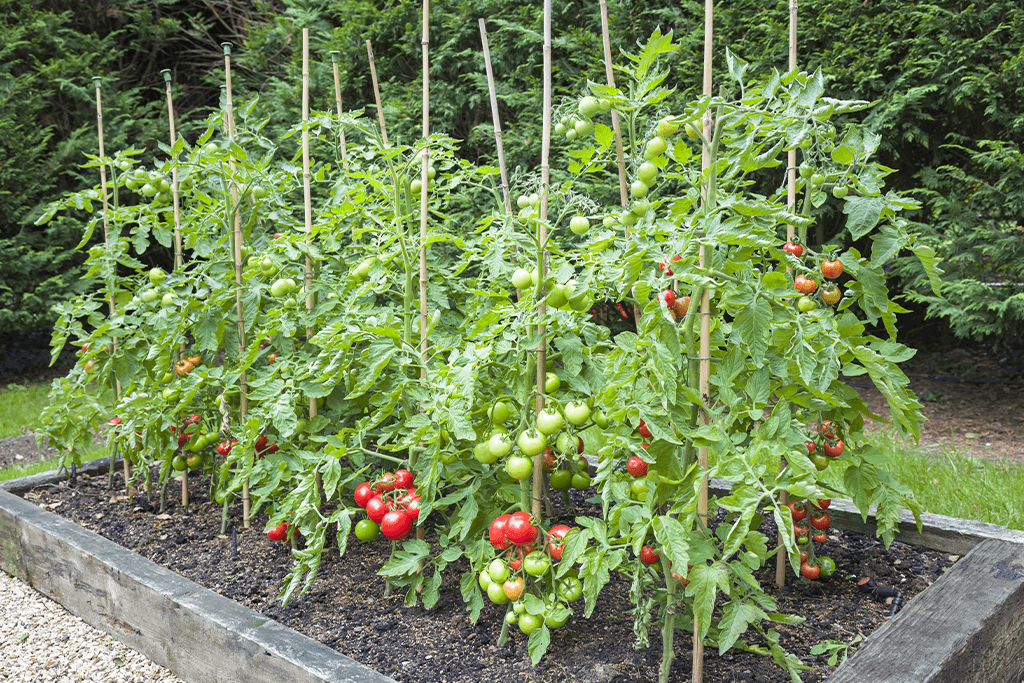 Alsip Nursery - tomatoes on stakes in raised garden