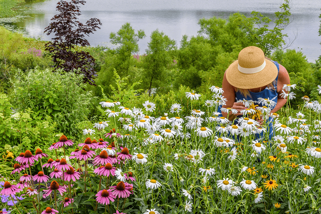 alsip nursery woman in her native flower garden
