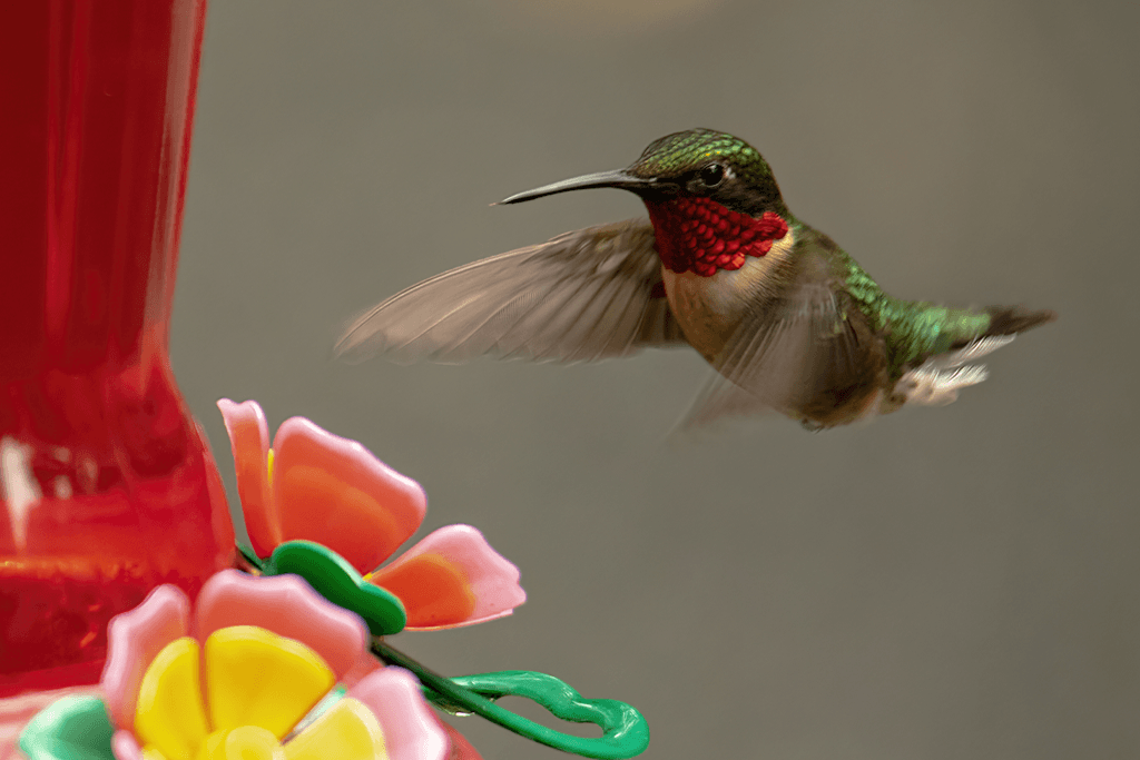 Alsip Nursery ruby throated hummingbird