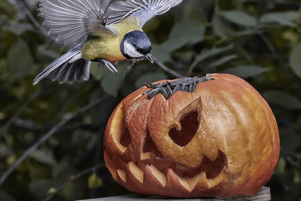 Alsip Nurseries header Repurposing Jack-O-Lanterns for Outdoor Feeding
