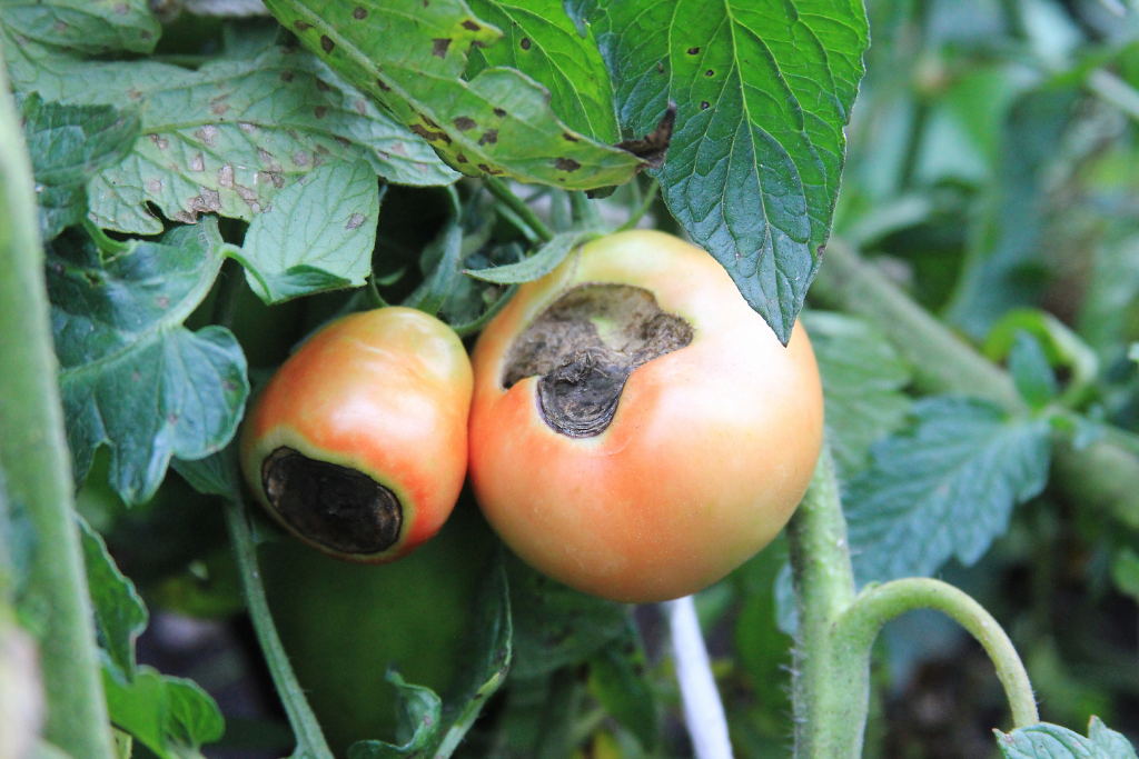 tomato blossom end rot Alsip nursery