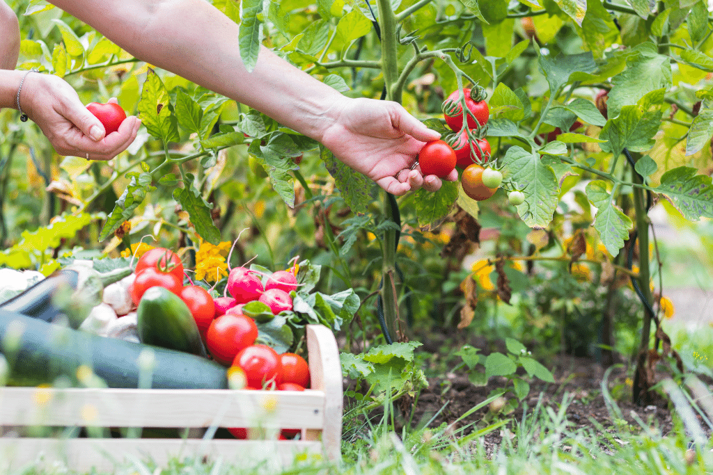 gardener picking tomatoes in the garden during the early spring alsip nurseries