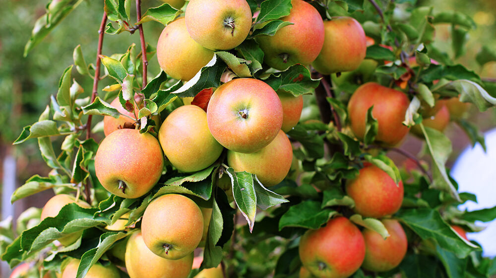 alsip-nursery-best-apple-trees-jonagold-header