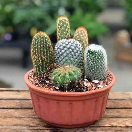 Cactus