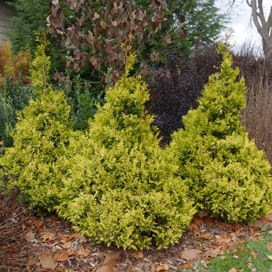 Container Evergreen Trees