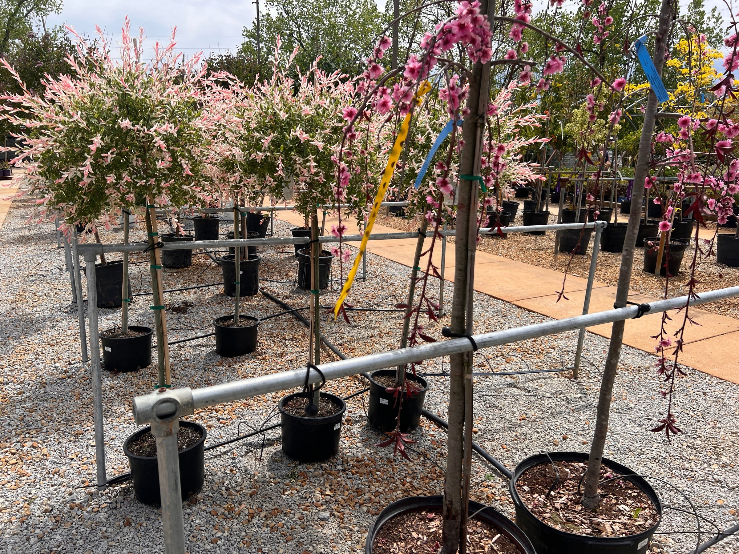 Container Trees