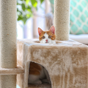 Cat Supply