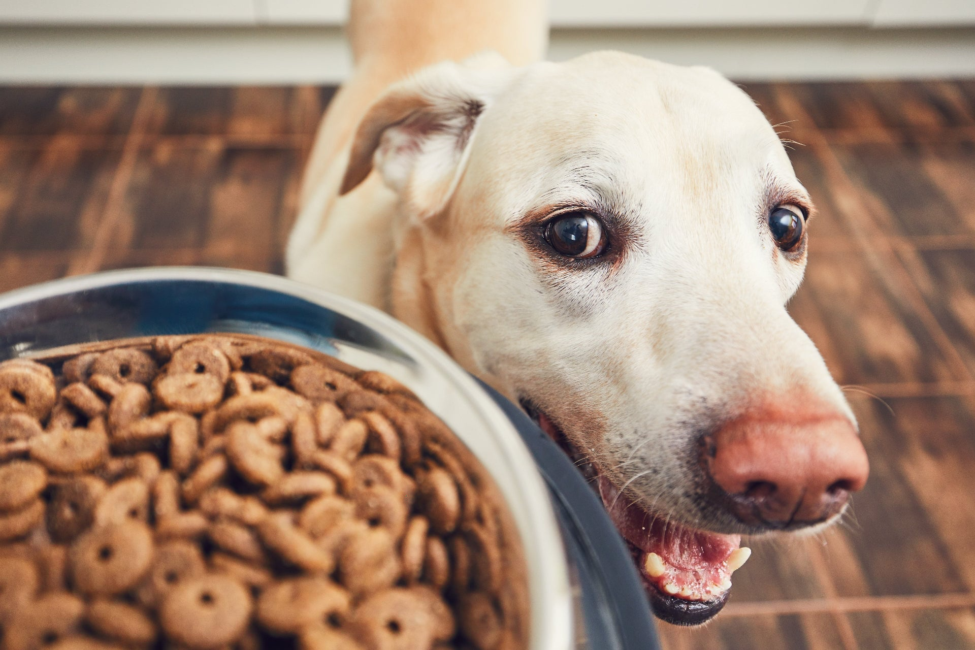 Dog Supply