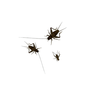 Feeder Crickets & Mealworms