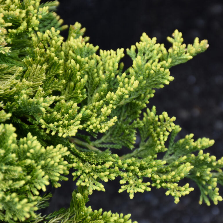 Evergreens