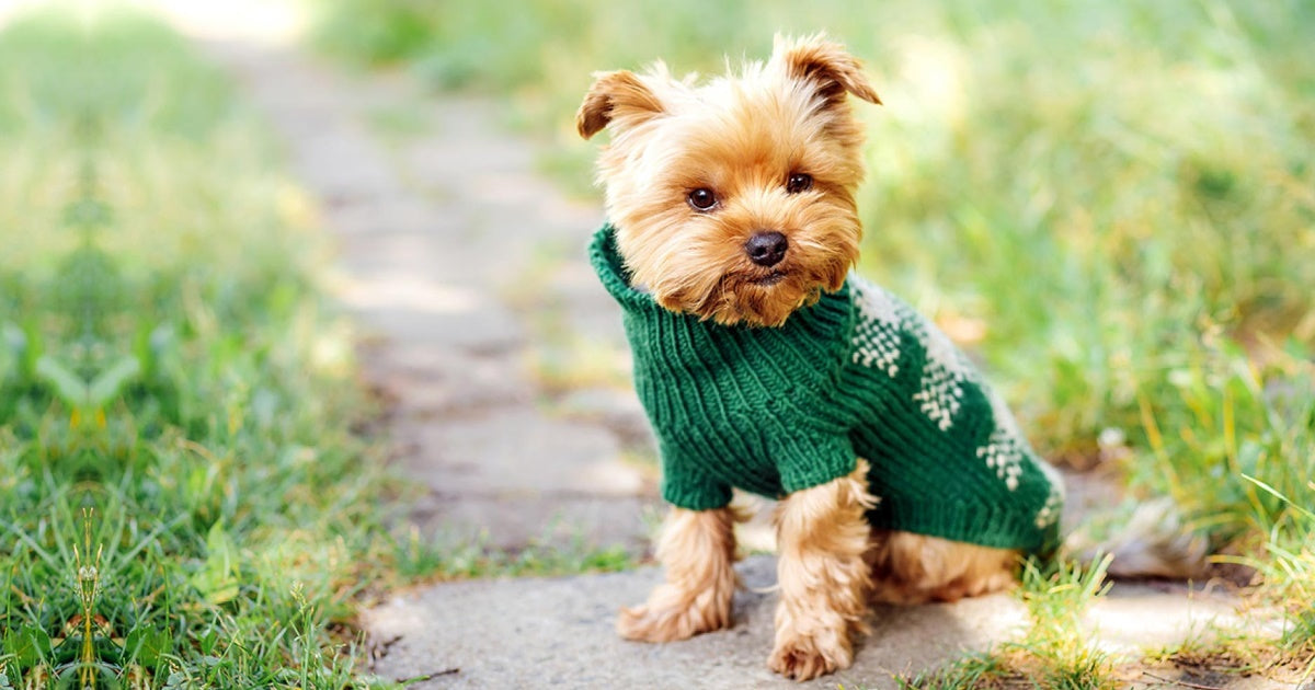 Pet Apparel