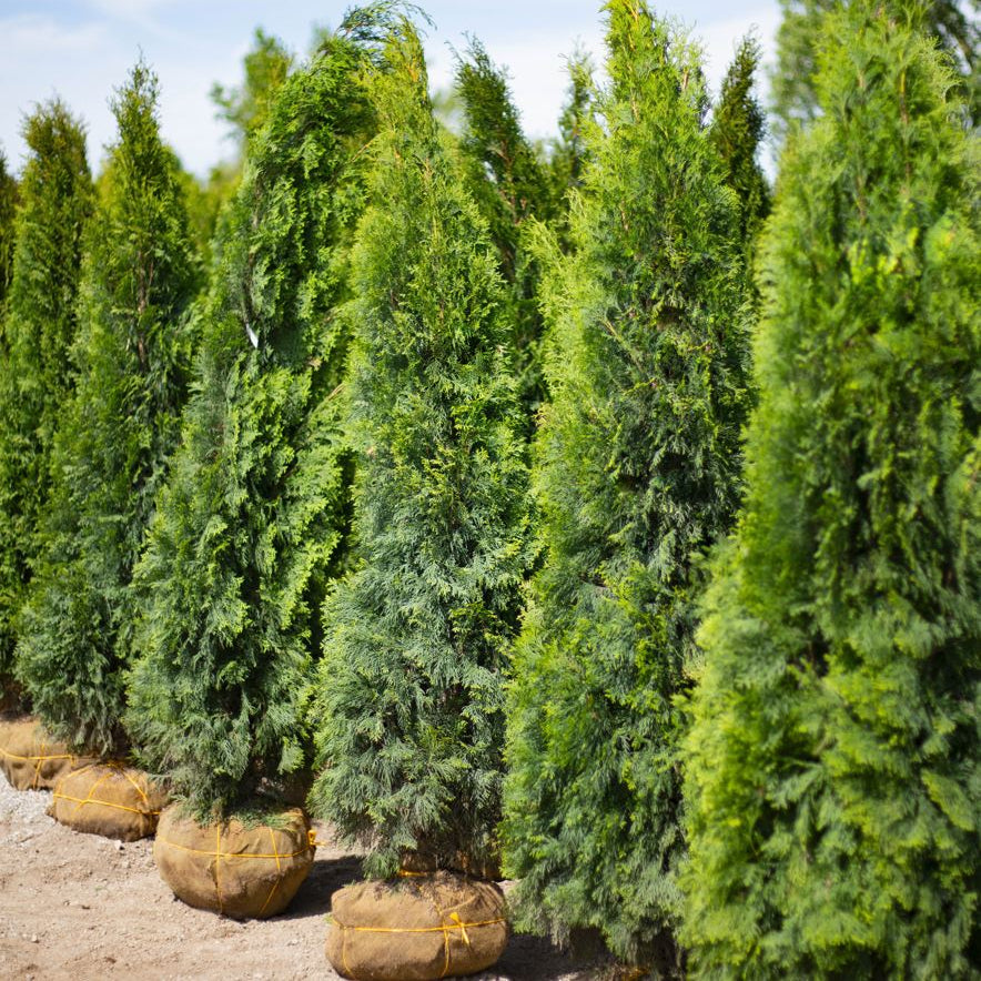 Arborvitae Installation Bundles