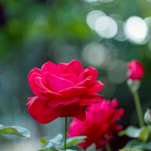 Roses
