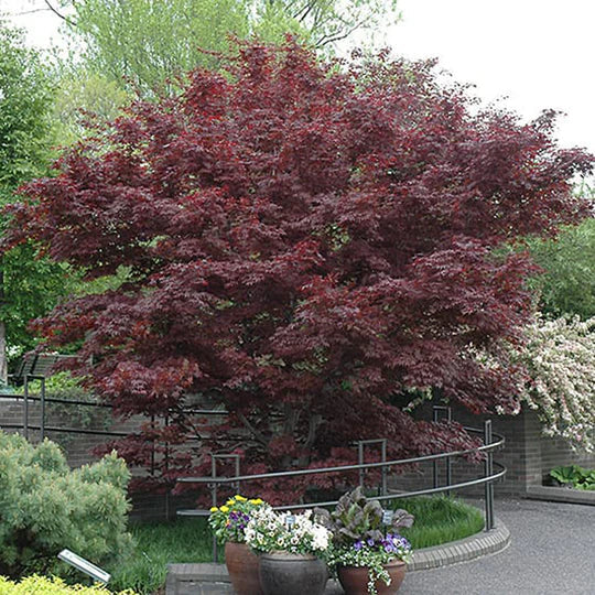 Japanese Maple
