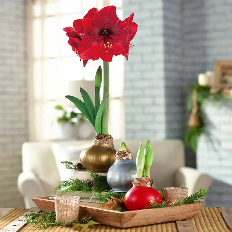 Christmas Plant Bulbs