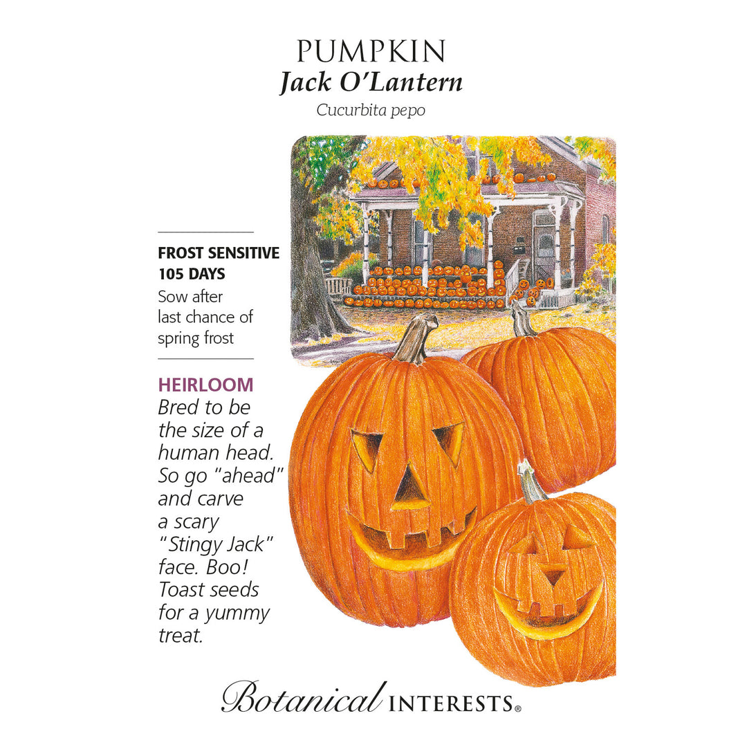 Pumpkin, Jack O'Lantern Botanical Interests Seeds