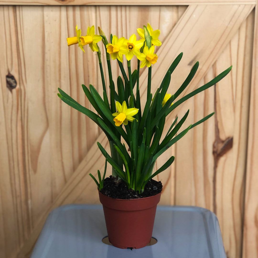 Mini Daffodil, Live Plant, 4 inch Pot