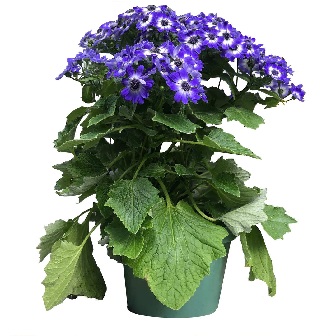 Cineraria, Live Plant 6 in. Pot
