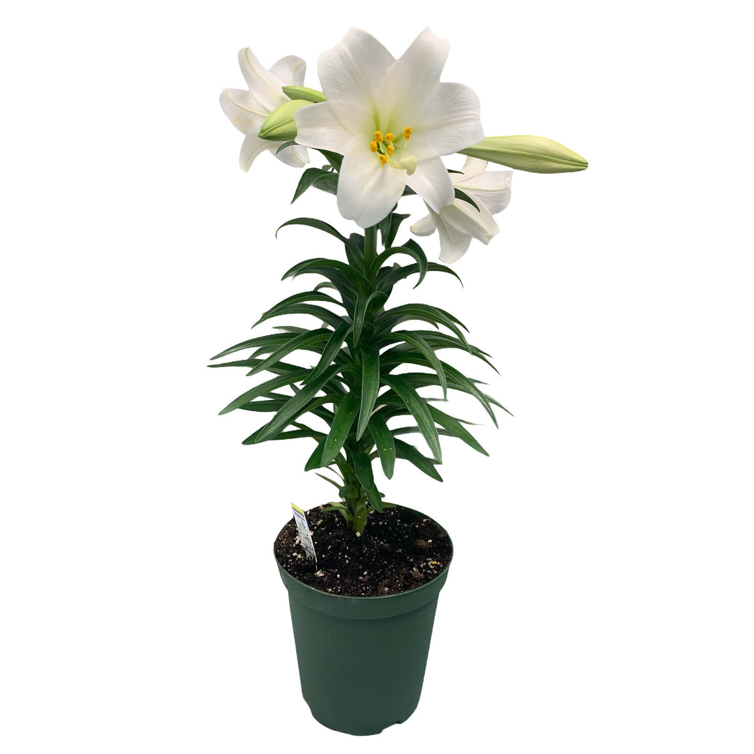 Easter Lily, Live Plant, 6 inch Pot