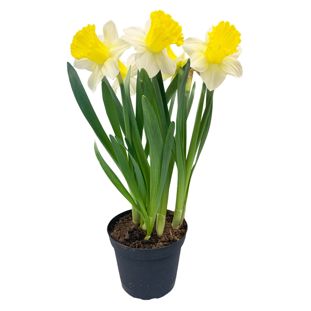 Daffodil, Live Plant, 6 Inch Pot