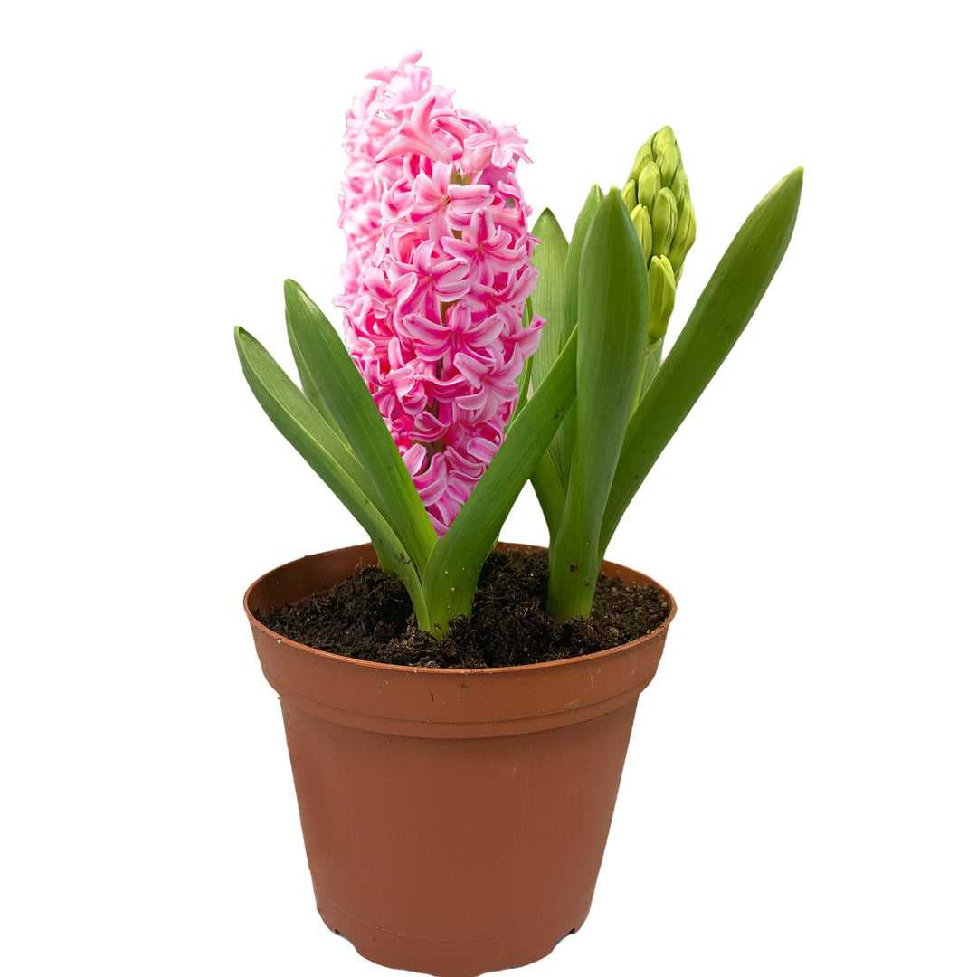 Hyacinth 3-Bulb (Colors Vary), Live Plant, 6 Inch Pot