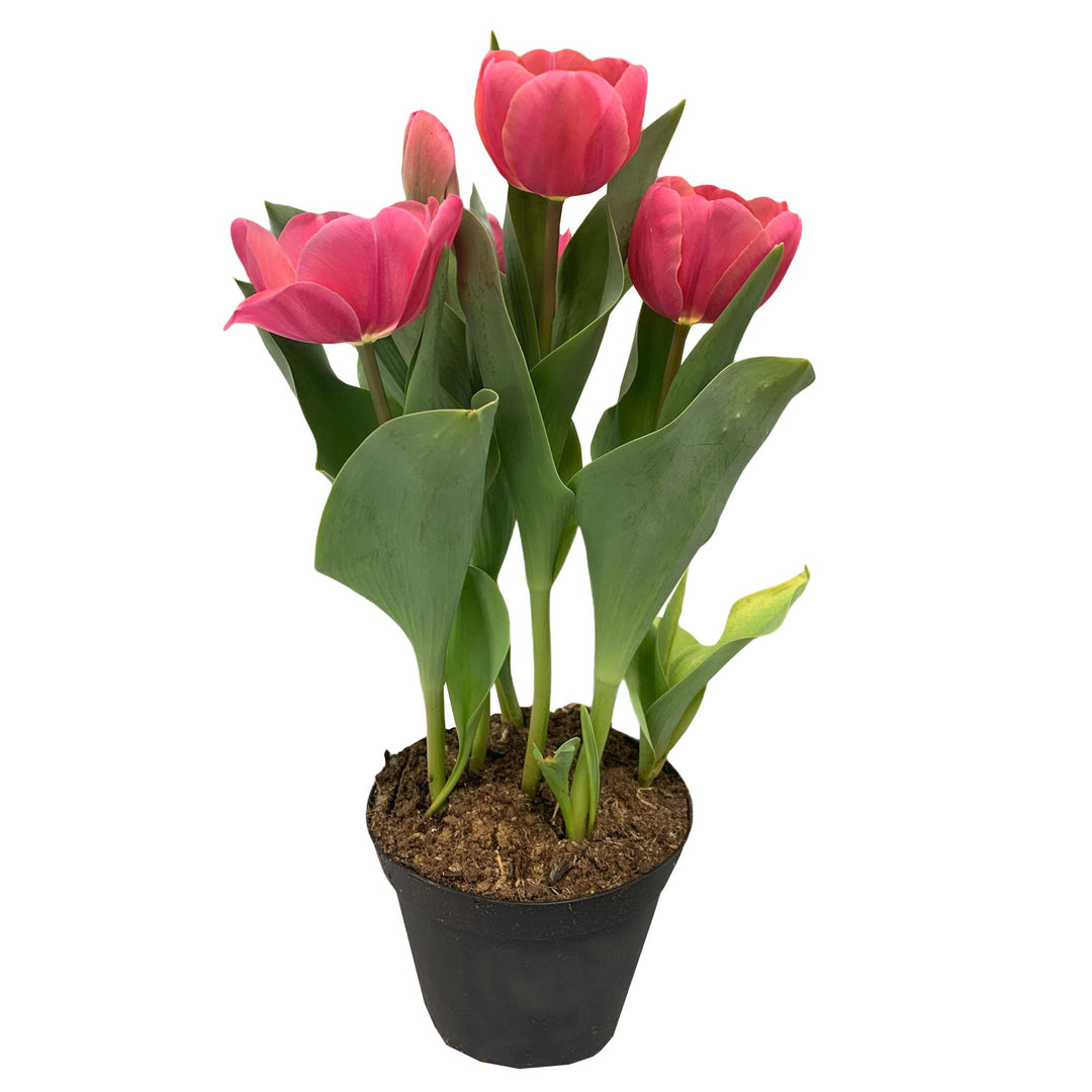Tulip 6-Bulb (Colors Vary), Live Plant, 6 Inch Pot