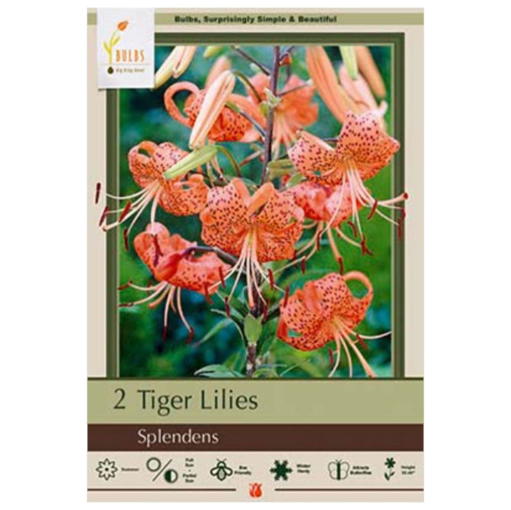 Netherland Bulb, Tiger Lily Splendens