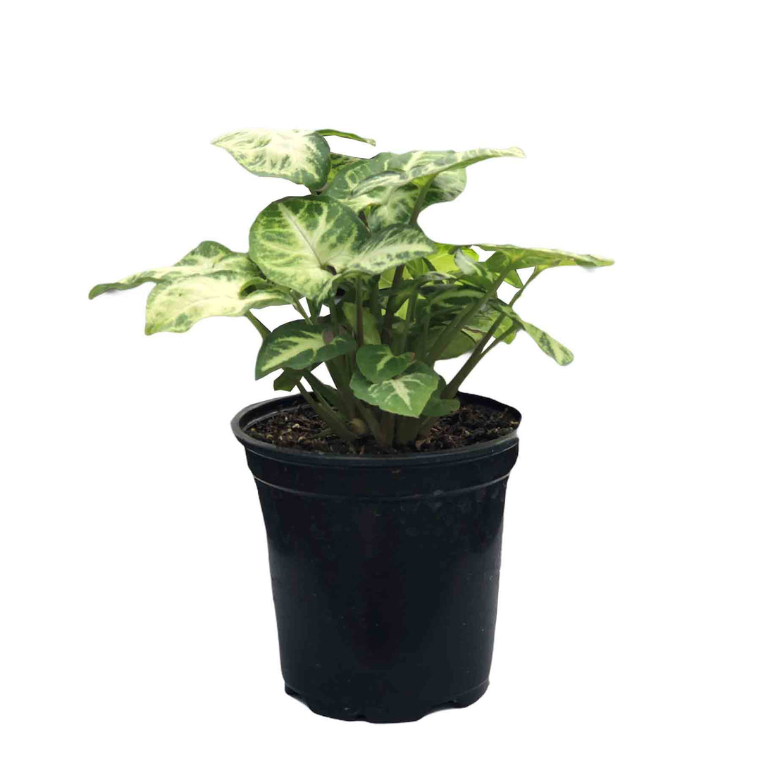 Nepthytis, Syngonium, Live Plant 4 in. Pot