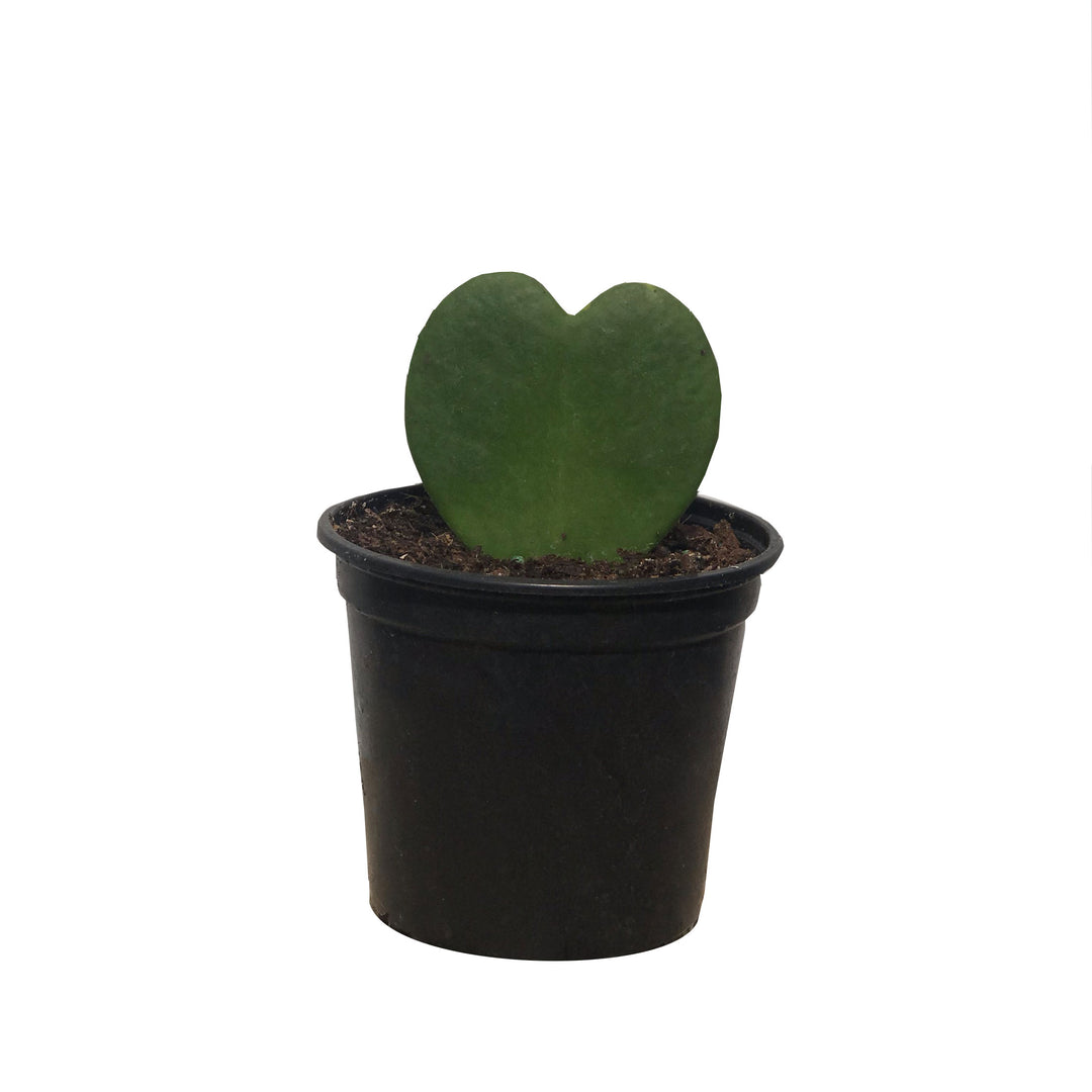 Hoya, Kerrii, Live Houseplant 4 in. Pot
