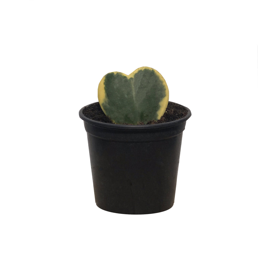 Hoya, Variegated, Live Houseplant 4 in. Pot