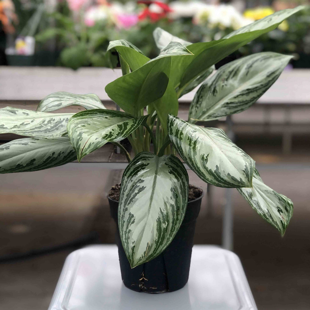 Aglaonema, Bay Series, Live Plant 6 in. Pot