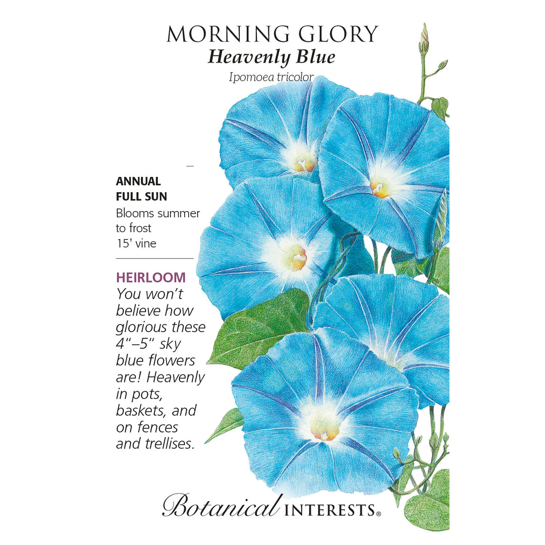 Morning Glory, Heavenly Blue Heirloom Botanical Interests Seeds