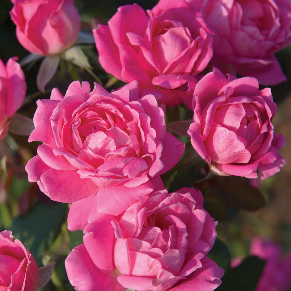 Rose, Pink Double Knock Out Flowering Shrub, 2 Gallon Container