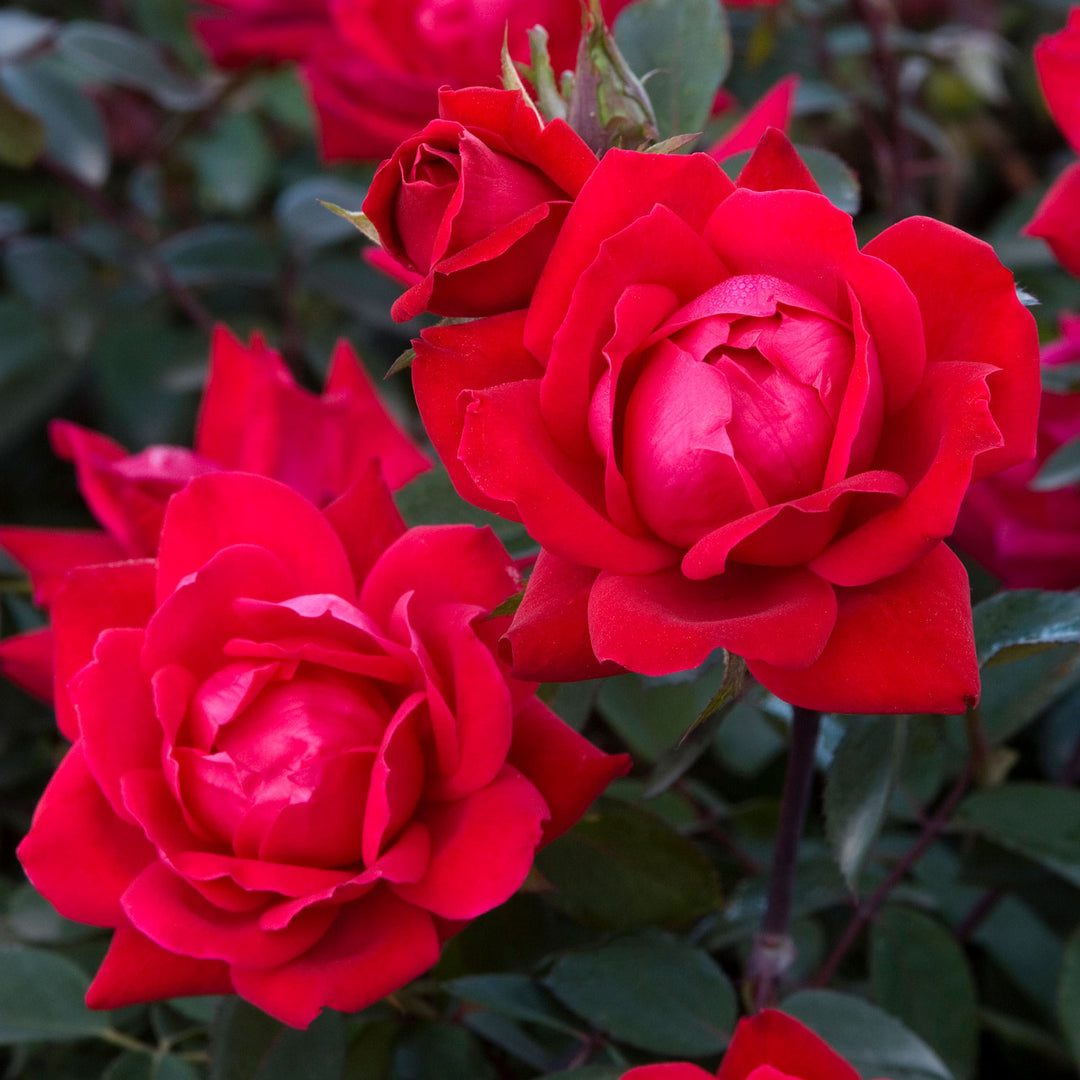 Rose, Red Double Knock Out Flowering Shrub, 2 Gallon Container