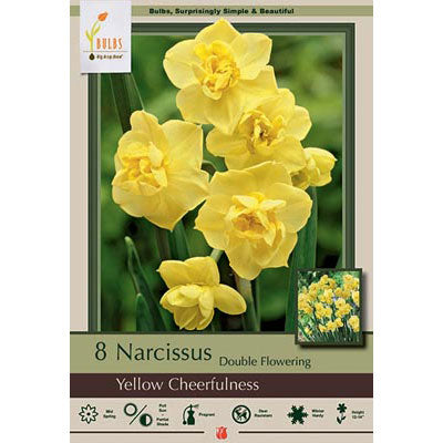Netherland Bulb Co. Narcissus, Yellow Cheerfulness Bulbs