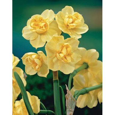 Netherland Bulb Co. Narcissus, Yellow Cheerfulness Bulbs