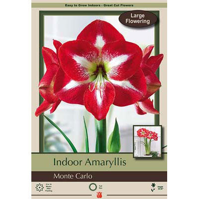 Netherland Bulb Co. Indoor Amaryllis, Monte Carlo Bulb