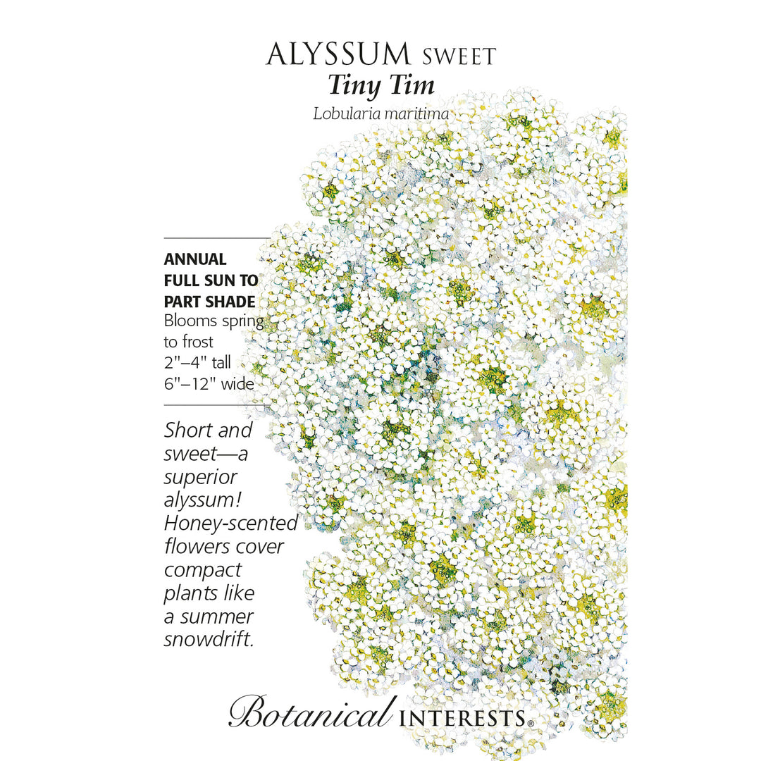 Alyssum, Tiny Tim Sweet Botanical Interests Seeds
