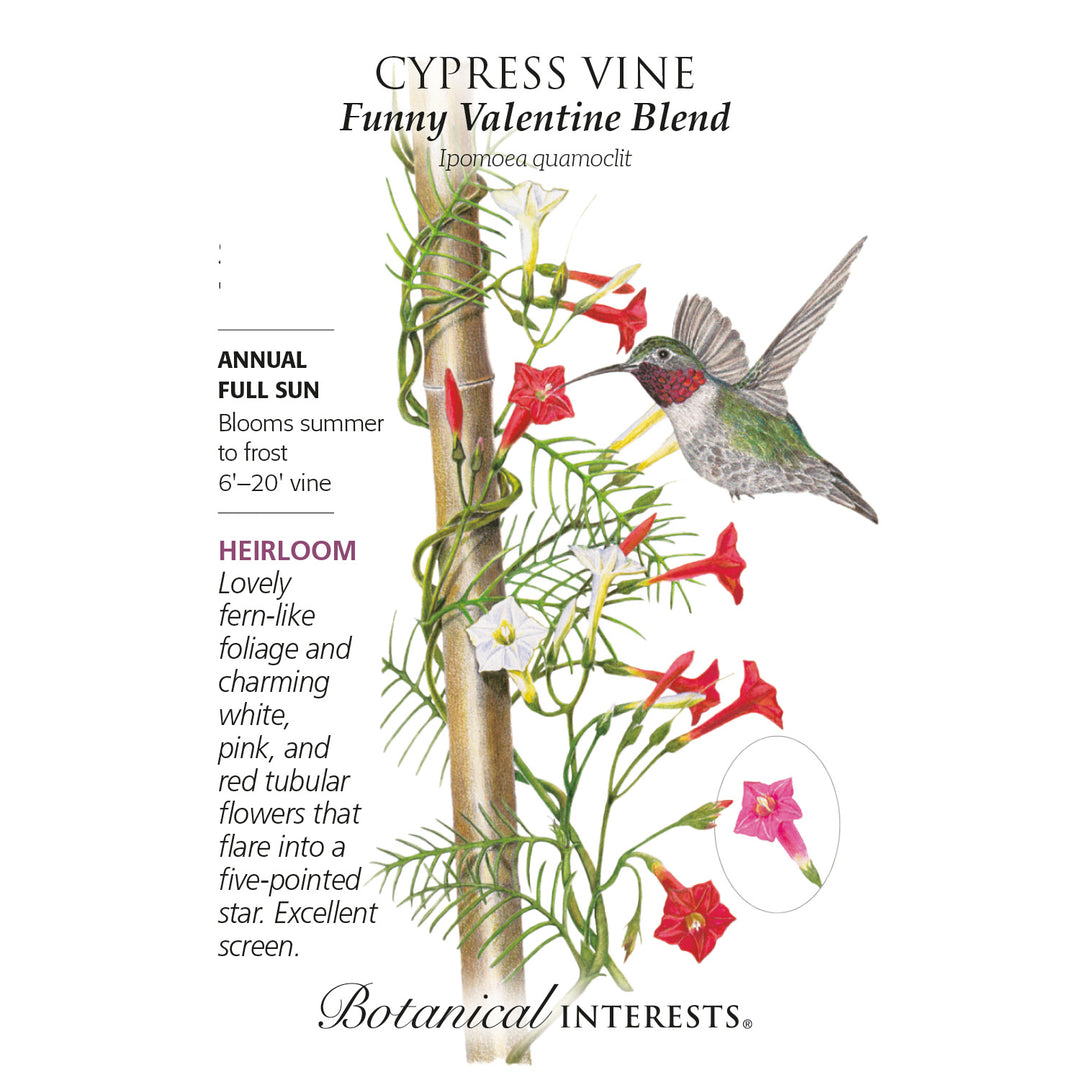 Cypress Vine, Funny Valentine Blend Botanical Interests Seeds