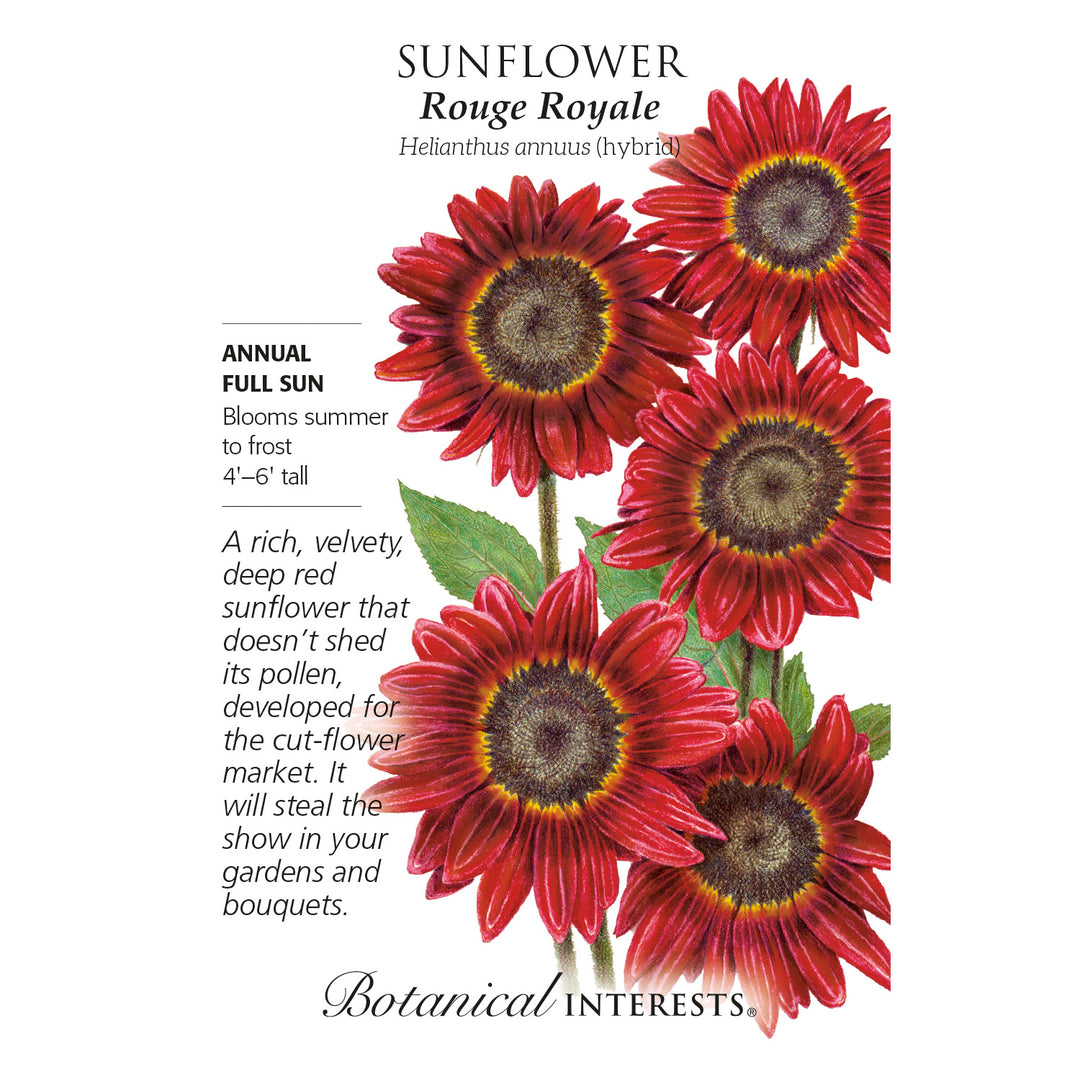 Sunflower, Moulin Rouge Royale Botanical Interests Seeds