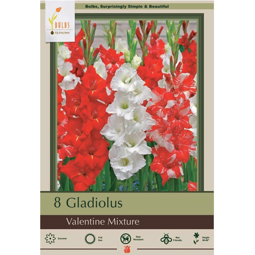 Netherland Bulb, Gladiolus Valentine Mix