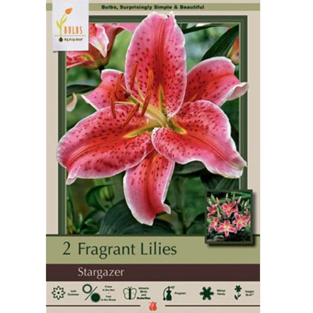 Netherland Bulb, Lily Lilium Stargazer