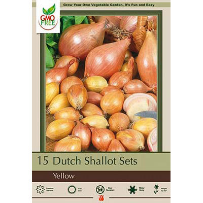 Dutch Shallot Sets, Shallot Allium 'Yellow Shallots'