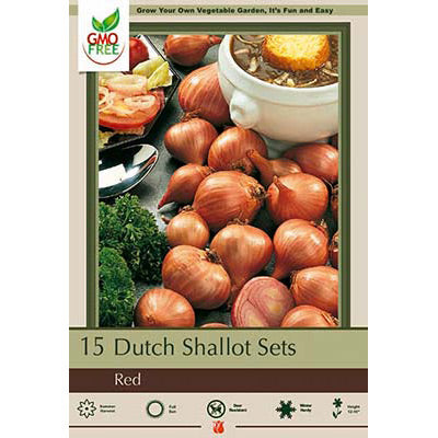 Dutch Shallot Sets, Shallot Allium 'Red Shallots'