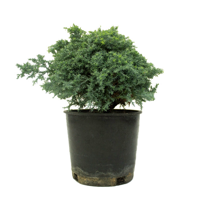 TEST Intermediate Sawara Cypress Plant, 4.5″ Pot