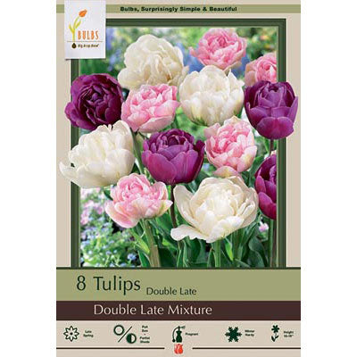 Netherland Bulb Co. Tulip, Double Late Mixture Bulbs Value Pack