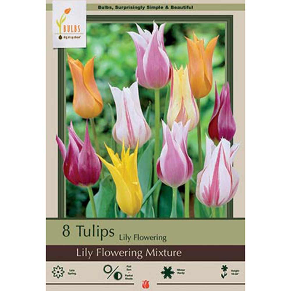 Netherland Bulb, Tulip, Lily Flowering Mix