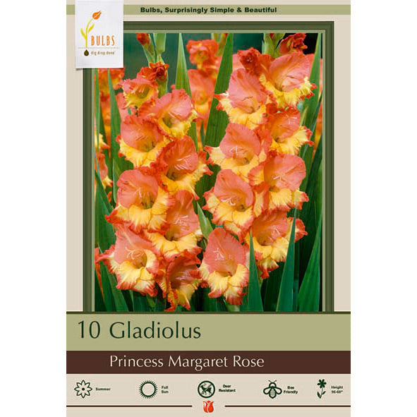 Gladiolus, Princess Margaret Rose Bulbs
