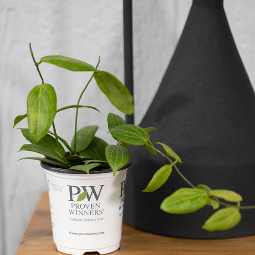 Proven Winners® Leafjoy Littles™ Hoya Teacup Anemone, 3.5"