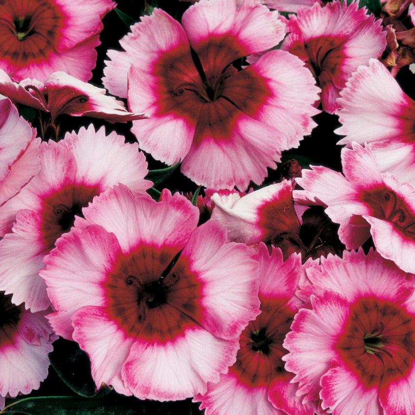 Dianthus, Super Parfait Raspberry, 32-Count Jumbo Annual Tray